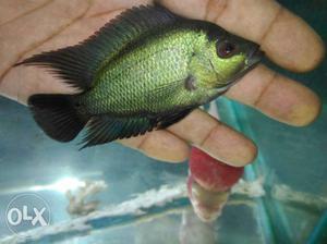 Green And Black Pet Fish