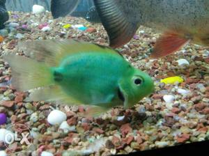 Green prrot Fish