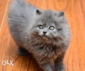 Grey Persian Cat kitten