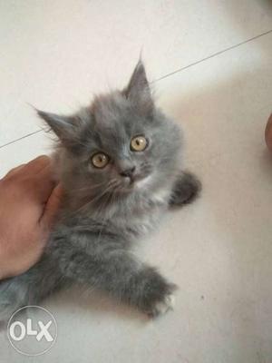 Grey colour Persian kitten female 83 days old