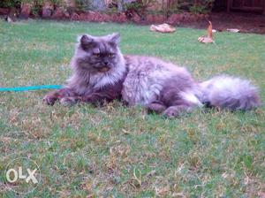 Grey siberian cat male 12 months old