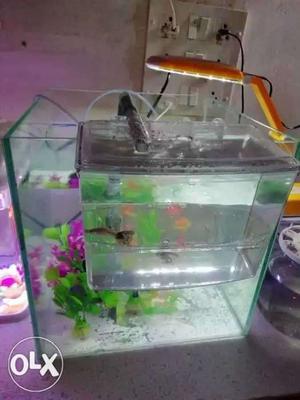 Guppies available