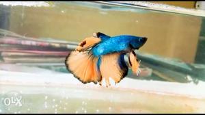 Half_moon betta.. perfect breeding condition