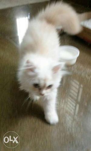 Hi 7 Months Old Persian cat for sale..