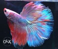 High quality full moon Betta fish available at