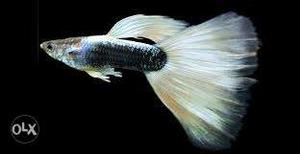 High-quality texdo white guppies available
