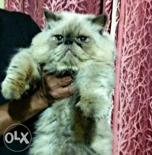 Himalayan extreme punch male 1.2 year double bone double fur