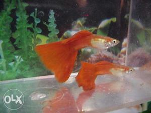 Hybrid Guppies for sale