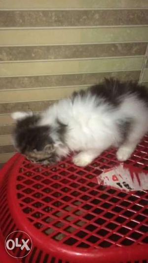 I have 3kittens 1male 2female 45days old active n