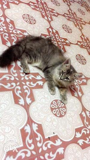 I have pure persian one is dark grey and double