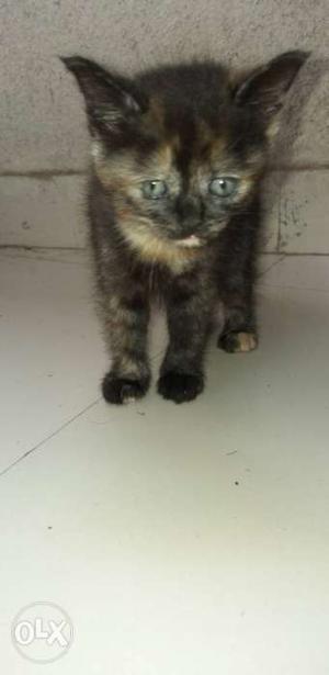 I wan to sell my kitty parshen 2munt old