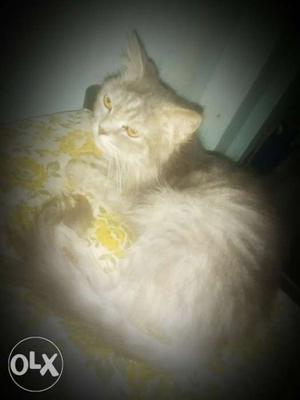 I want to give away my grey Persian cat female