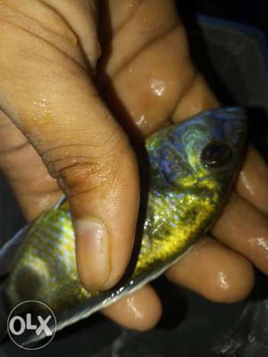 I want to sell 3 iVenestus chichlid fish. Size 5