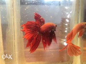Import quality full moon betta fish pair for sale