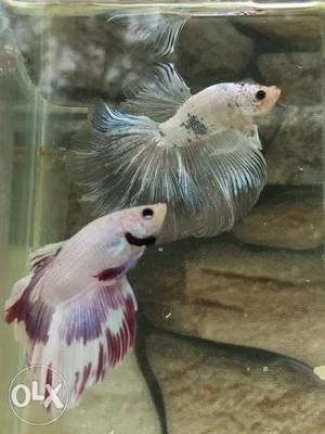 Import quality plakats betta fishes pair for sale
