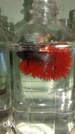 Imported bettas at cheapest price