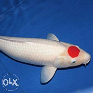 Japaneese koi fish, tancho kohaku 8". one year old