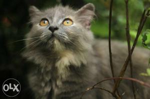 Just 3 month olf persian cat