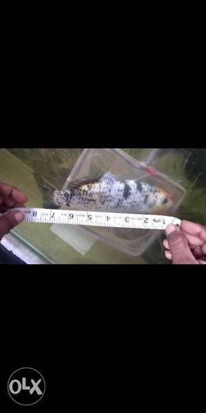 Koi fish about 8to 9 inches