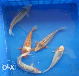 Koi fish for pond and aquarium only 90 rs pair