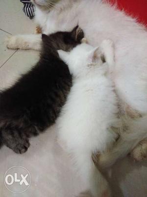 Long-coated White Cat And Kitten