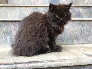 Long-fir Brown And Black Persian Cat
