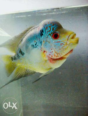 Magma 5 inch flowerhorn