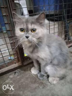 Male and female Persian cat available..urgent