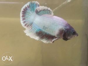 Male and female bettas available. price 80 to 250