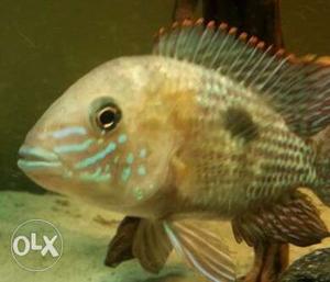 Male green terror fish of 4 Inches for sale
