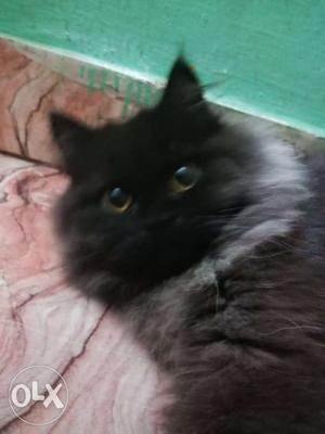 Male himalayan persian cat healthy vaccinated and