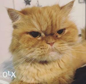 Male persian cat is available for mating. 100%