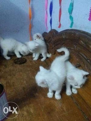 Mother Amrican and father persian five Kittens