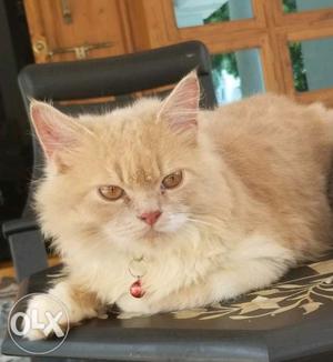 Name:hazel 9 months old male Persian cat place: