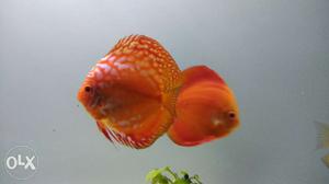 Near about 6 inch malboro discus sell..