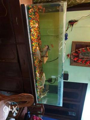 Only the 6ft aquarium is in sell. No fish or table