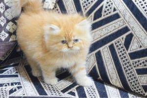 Orange Tabby Kitten