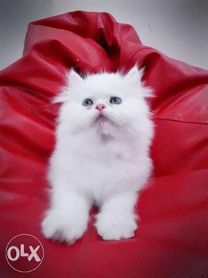 Orignal White Persian Kittens Available for Sale