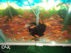 Ornamental Fishes Wholesale and retail Alappuzha