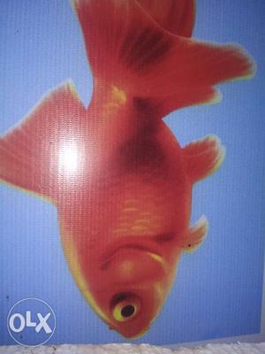 Ornamental fishes and Aqua products avilable