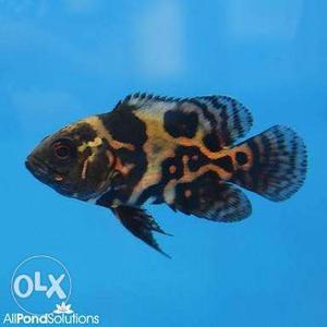 Oscar fish of high quality available, size 4 inch