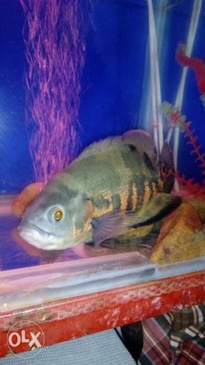 Oscar fish seven to eight inch size