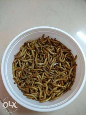 PET FOOD live meal worms no smell, easy to keep,