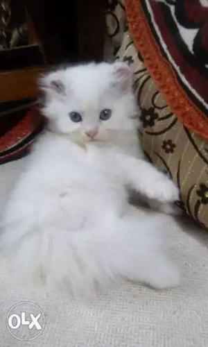 Pair of Kitten for Sale, White Female & Brownish