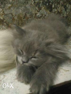 Parshian cat only 3 month male&female