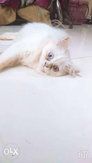 Percian cat 5 month odd eyes