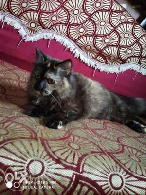 Percian cat grey colour