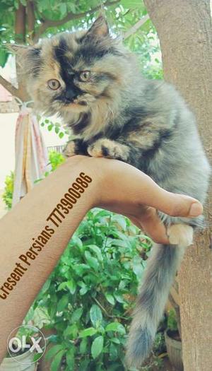 Persain cat torty shade female available for sale