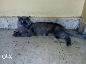 Persian 2 yrs female recent ly litter given