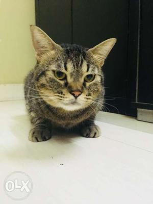 Persian Breed Cat (Male)
